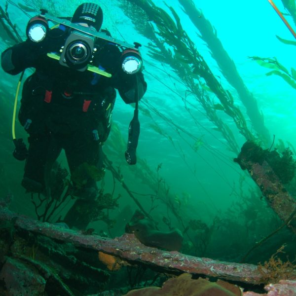 A diver swims between long algae in the sea