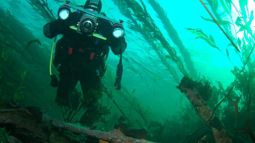 A diver swims between long algae in the sea