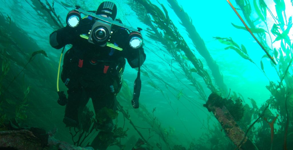 A diver swims between long algae in the sea