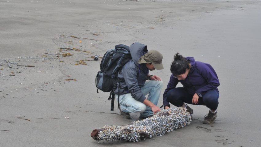 Zwei Menschen untersuchen ein Stück Treibholz mit Muscheln am Strand am Meer