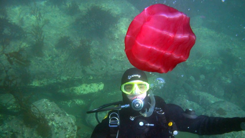 Ein Taucher schwimmt im Meer unter einer großen roten Qualle