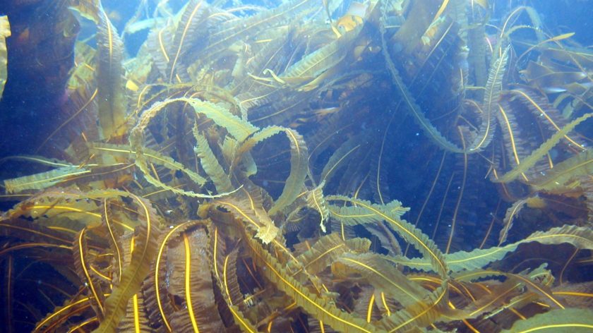 Seaweed under water