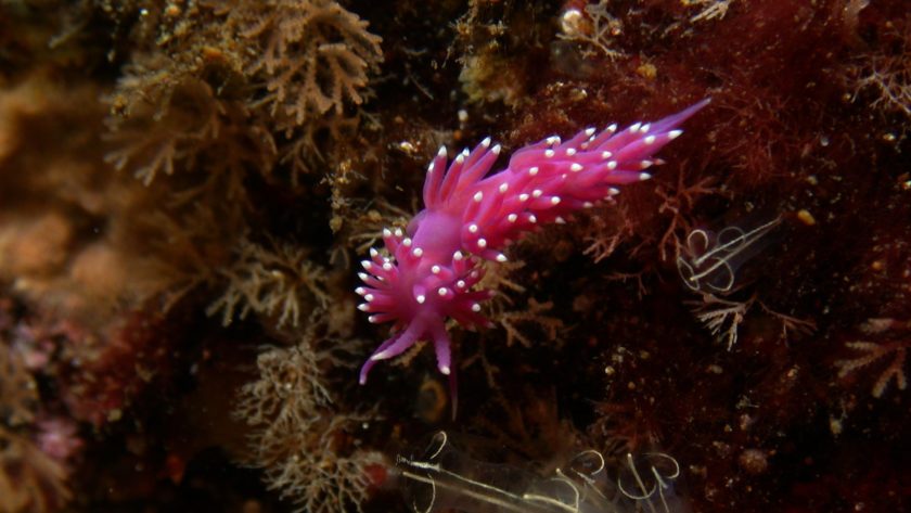 The pink sea slug lives in the algae forests of the Atlantic