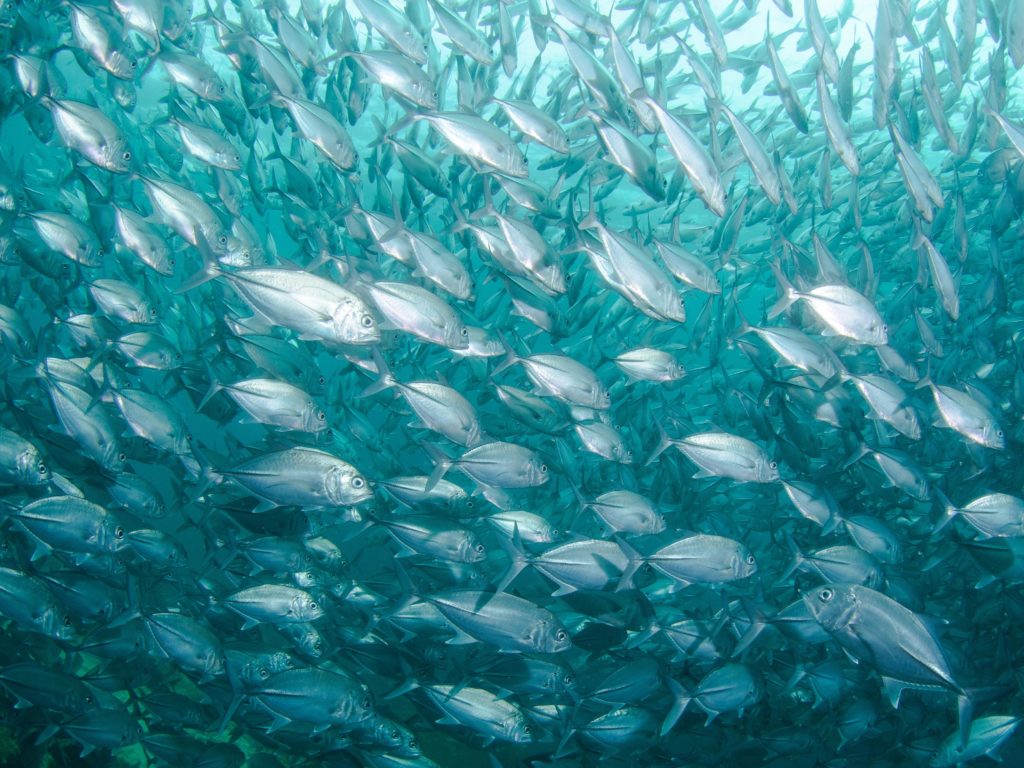 A school of fish swims in the sea
