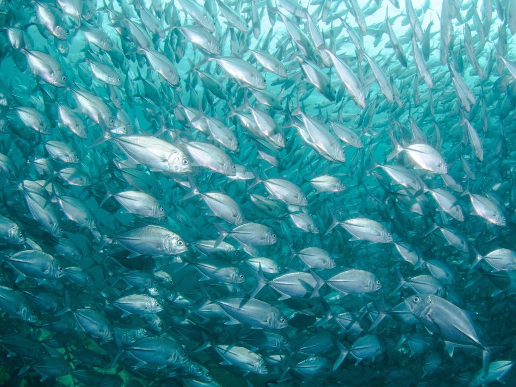 Ein Schwarm Fische schwimmt im Meer