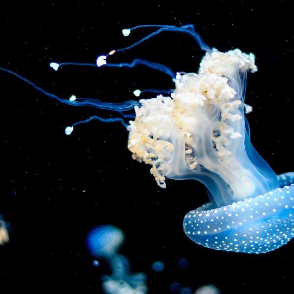 A jellyfish swims in the sea
