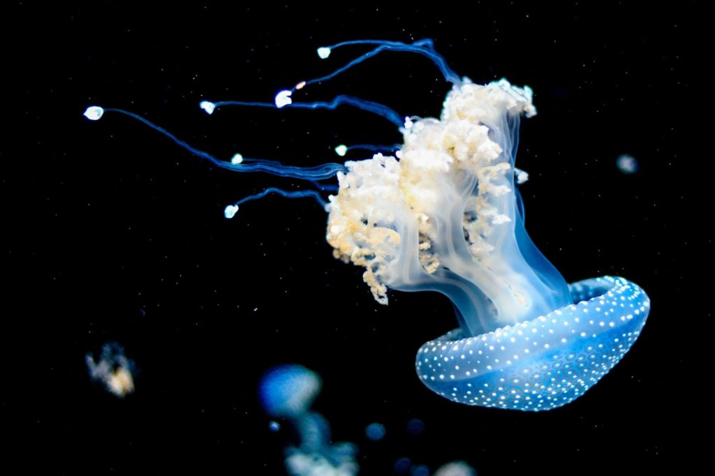 Eine Qualle schwimmt im Meer