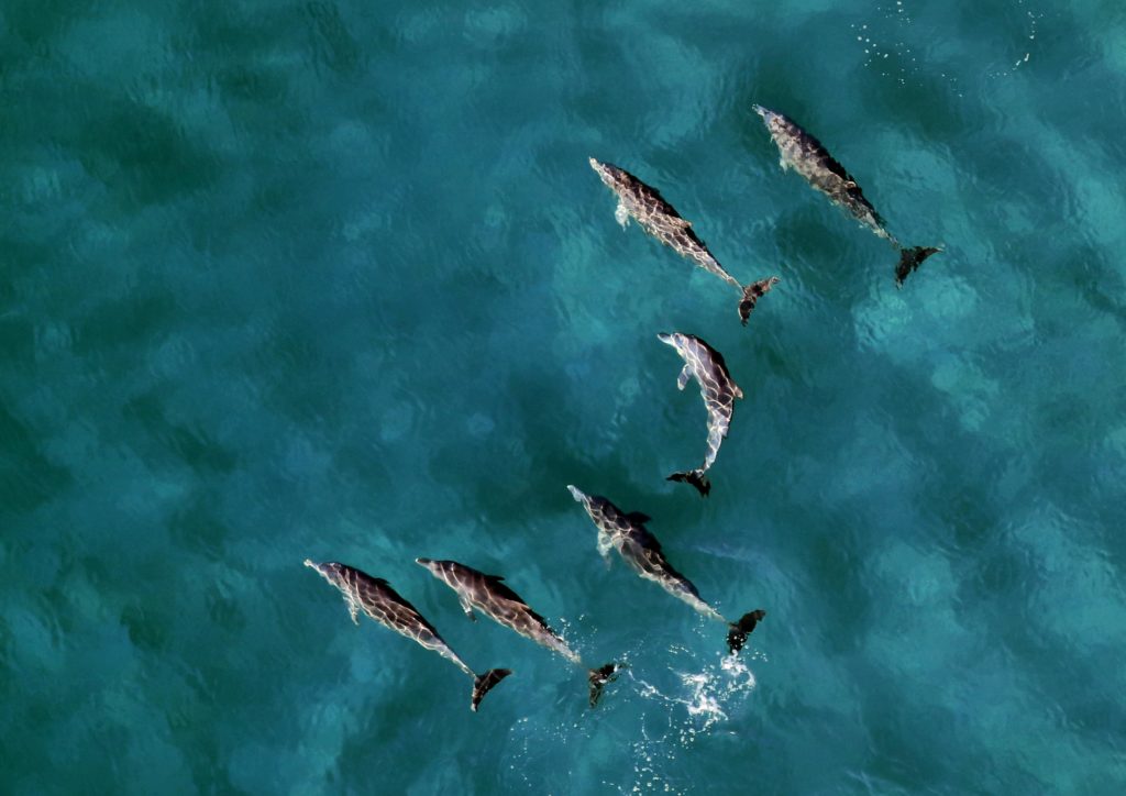 Several dolphins swim side by side in the sea