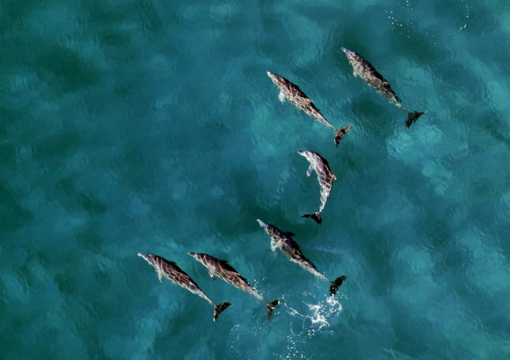 Mehrere Delfine schwimmen nebeneinander im Meer