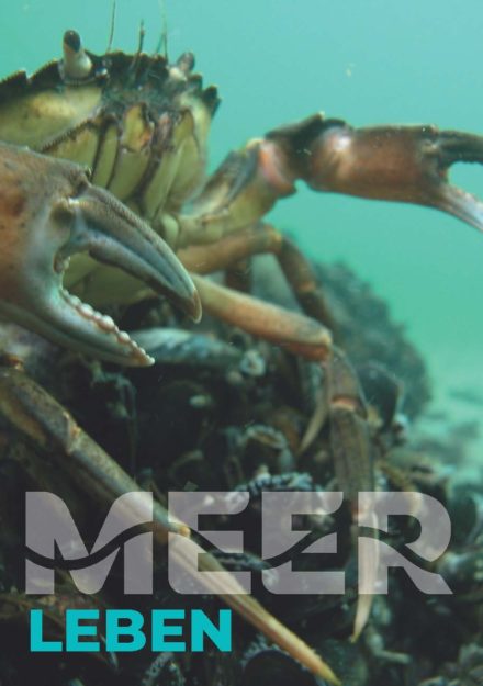 Wunsch-Postkarte der Deutschen Allianz Meeresforschung (DAM): Leben mit dem Meer (Das Motiv steht für Artenvielfalt und Nachhaltigkeit im Umgang mit den Meeren)