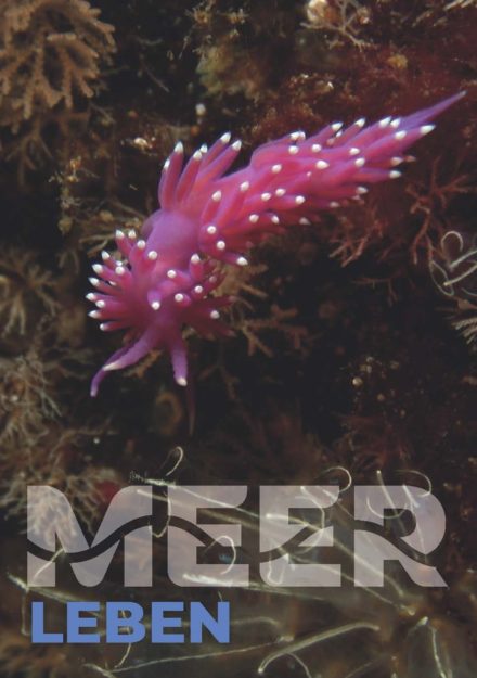 Wish Postcard of the German Marine Research Alliance (DAM): Life with the sea (The motif stands for biodiversity and sustainability in dealing with the seas)
