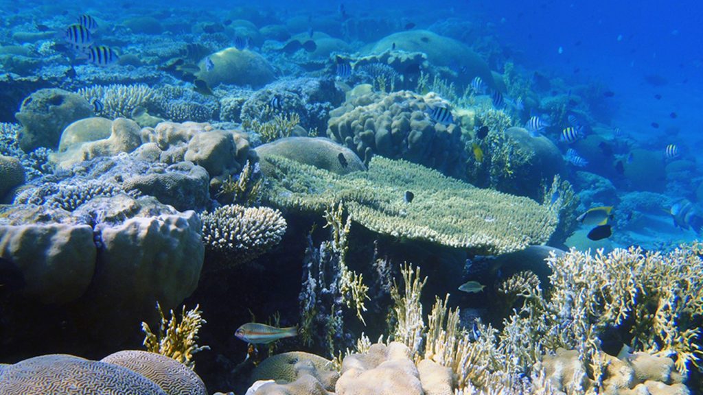 Klimaforschung Tropen Korallenriff Korallenriff im Meer mit hoher Biodiversität in Form von Fischen und Korallen
