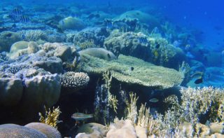 Klimaforschung Tropen Korallenriff Korallenriff im Meer mit hoher Biodiversität in Form von Fischen und Korallen