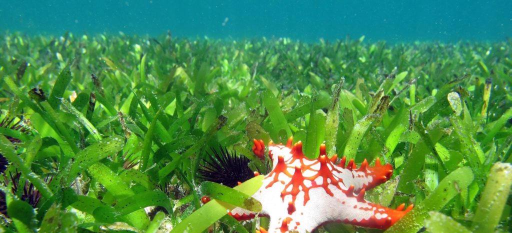 Seagrass beds off the coast of Zanzibar