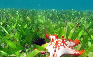 Artenvielfalt Meer Seegraswiesen vor der Küste von Sansibar