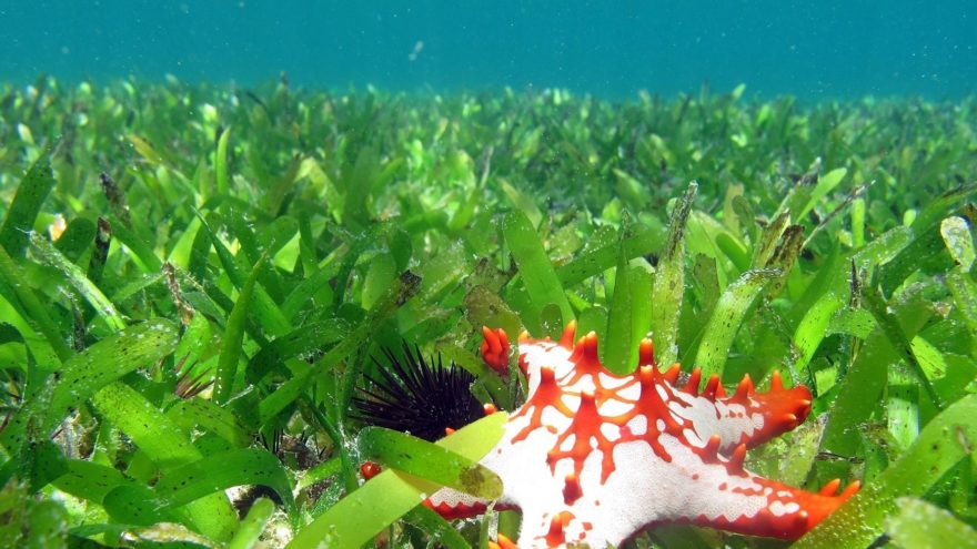 Artenvielfalt Meer Seegraswiesen vor der Küste von Sansibar