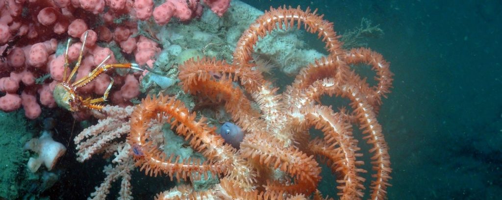 Biodiversity means more than diversity of species. It also includes genetic and functional diversity as well as the interactions and diversities of entire ecosystems.