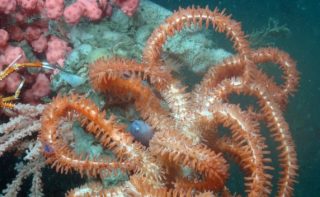 Biodiversität in der Nationalen Forschungsdateninfrastruktur Biodiversität bedeutet mehr als Artenvielfalt. Sie umfasst auch die genetische und die funktionelle Vielfalt sowie die Interaktionen und die Vielfalt ganzer Ökosysteme.