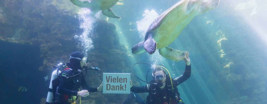 Meere Ozeane Zwei Taucher im Aquarium des Deutschen Meeresums mit Schildkröten und Fischen