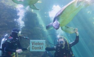 Meere Ozeane Zwei Taucher im Aquarium des Deutschen Meeresums mit Schildkröten und Fischen