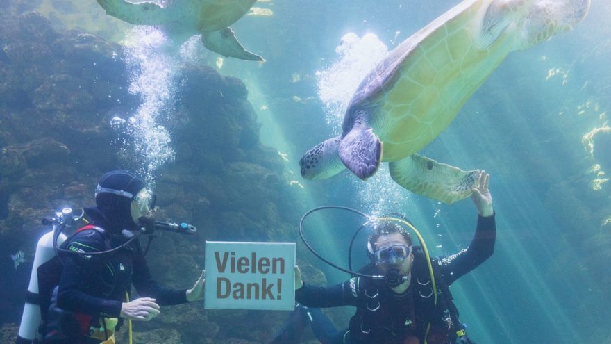 Meere Ozeane Zwei Taucher im Aquarium des Deutschen Meeresums mit Schildkröten und Fischen