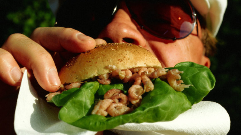 North Sea brown shrimp