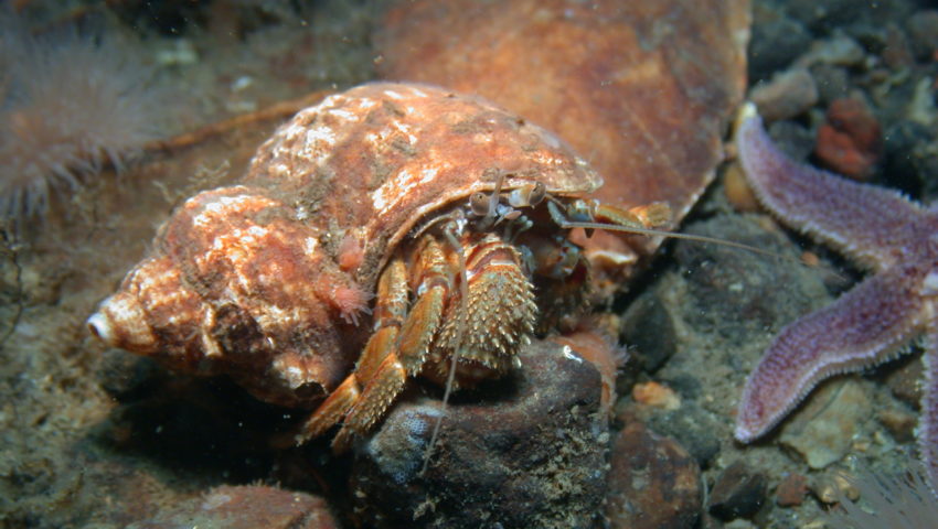 Hermit crab