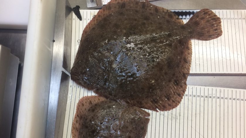 Pilot Missions: Size analysis of turbot