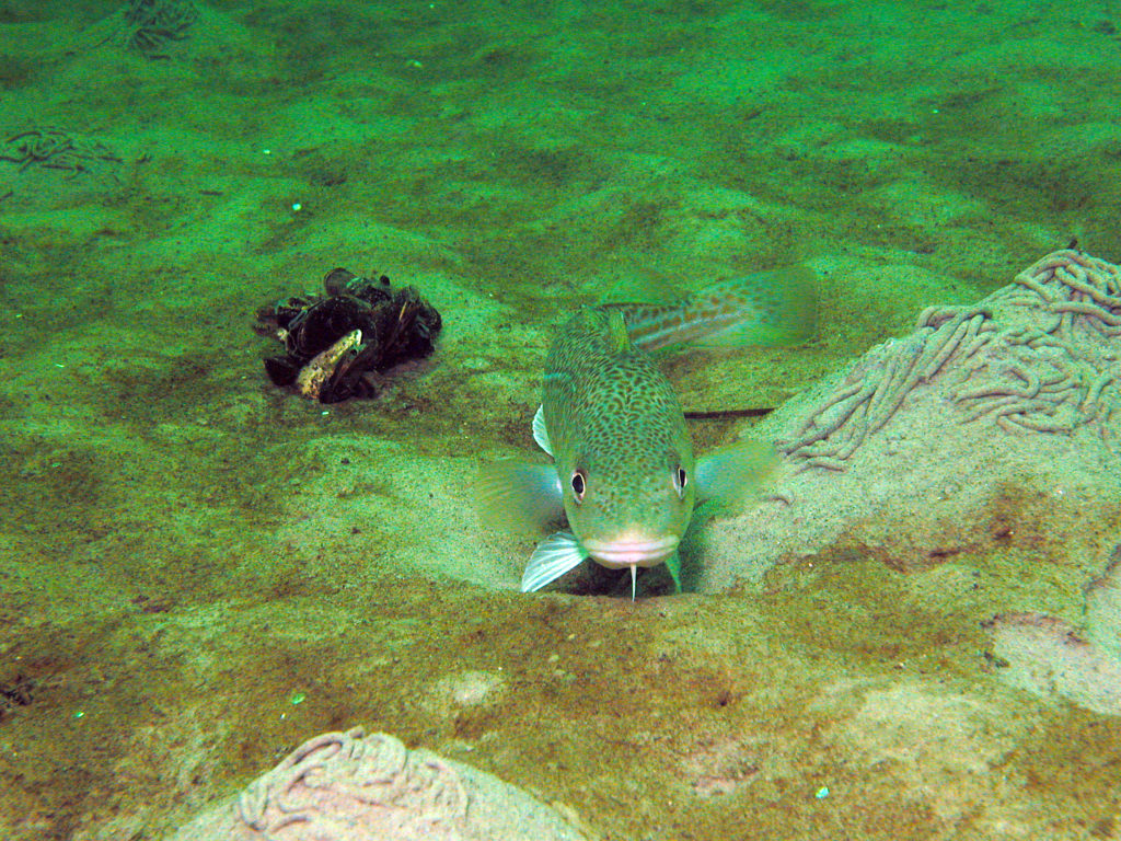 Cod