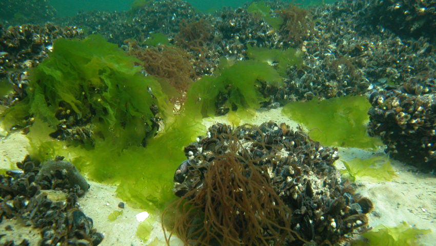 Miesmuscheln mit Grünalgen am Meeresboden