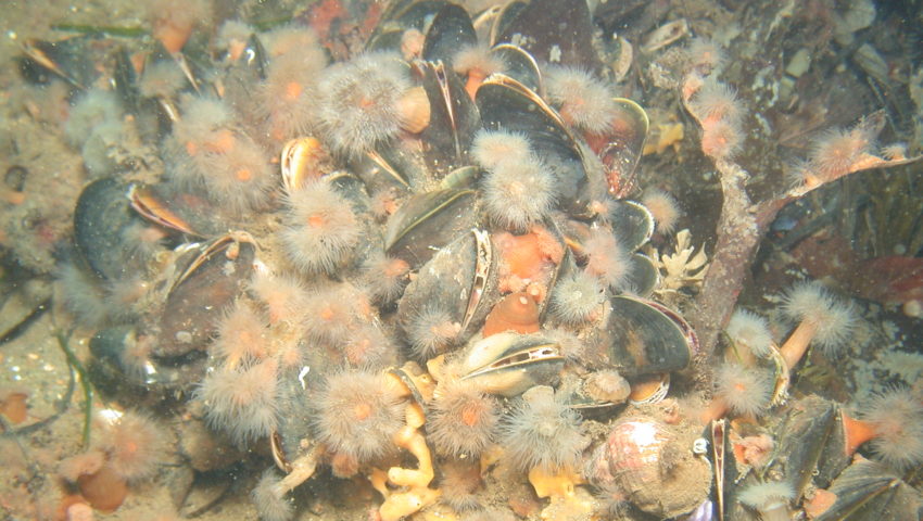 Seenelken auf Miesmuscheln am Meeresboden