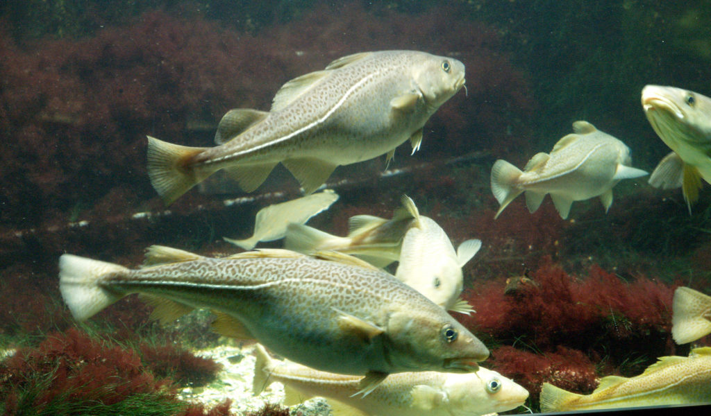 Dorsch Fisch im Meer
