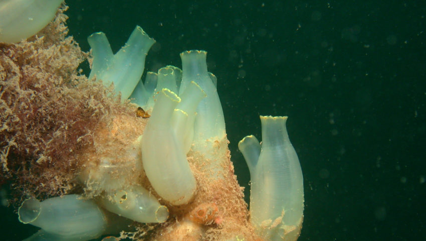 Schlauch-Seescheide unter Wasser