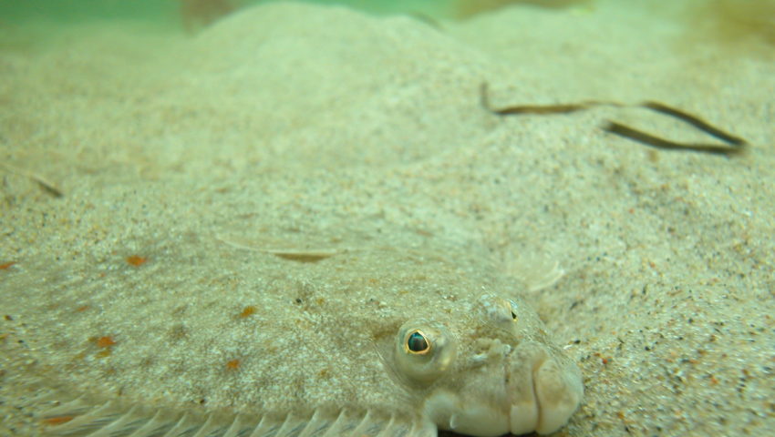 Plaice on a sandy seabed