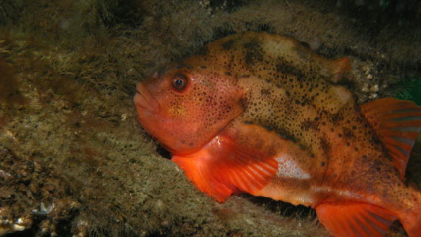 Lumpfish