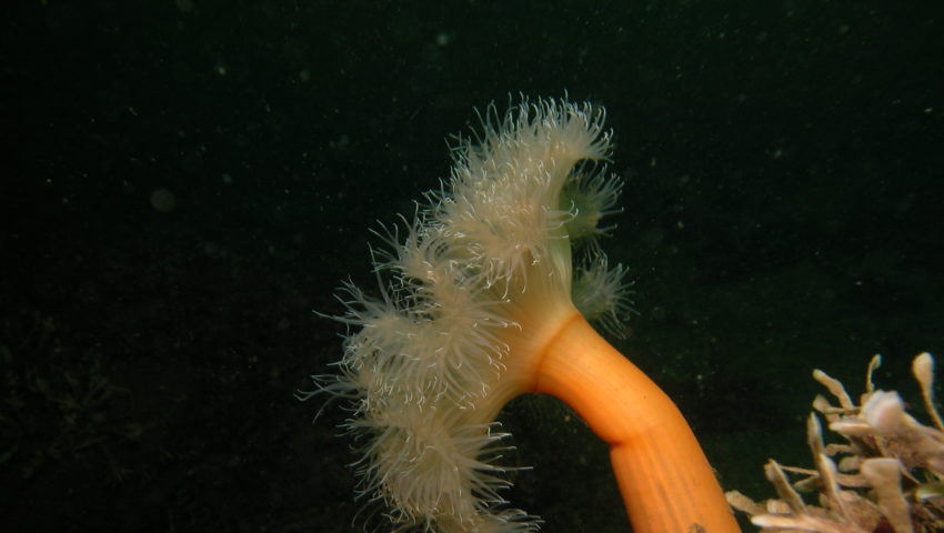 Plumose anemone