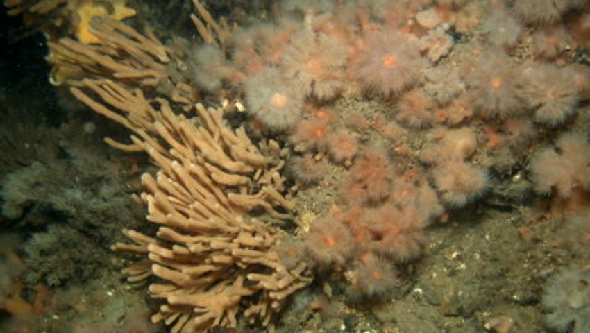 Plumose anemones