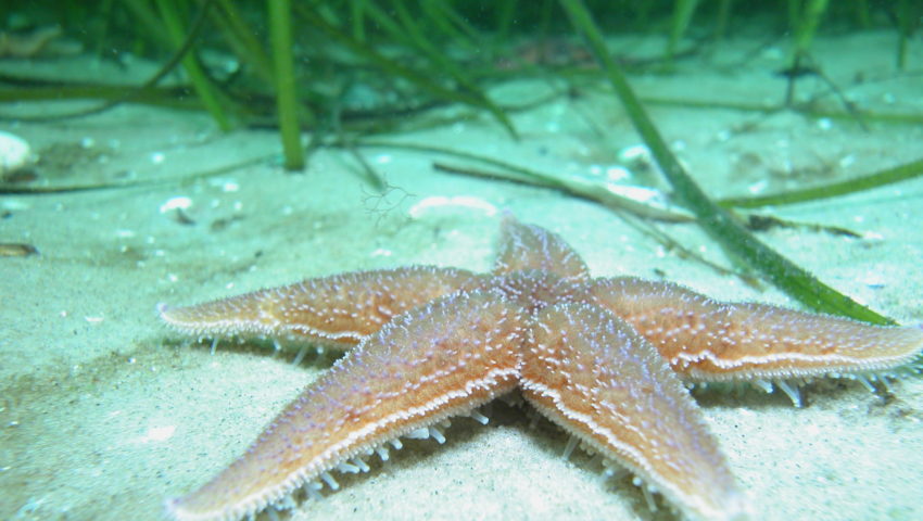 Starfish