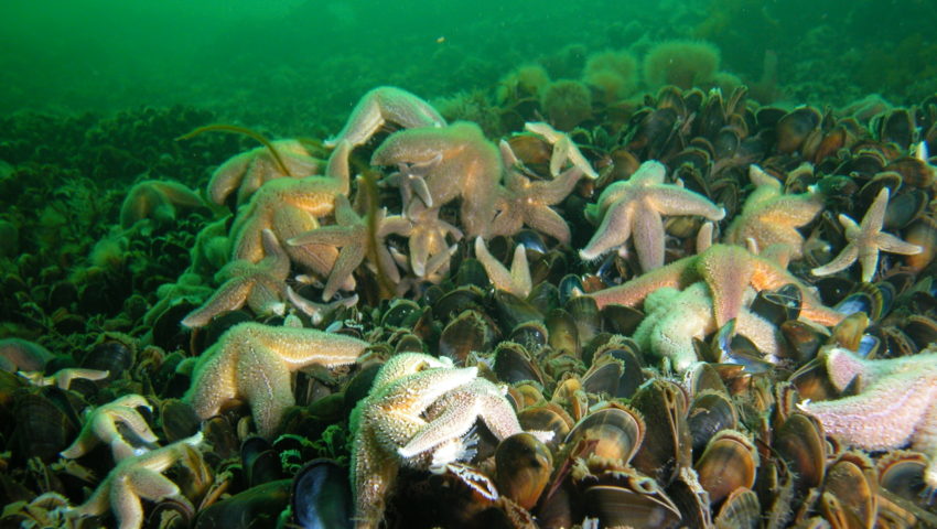 Seesterne auf Miesmuschelbank unter Wasser