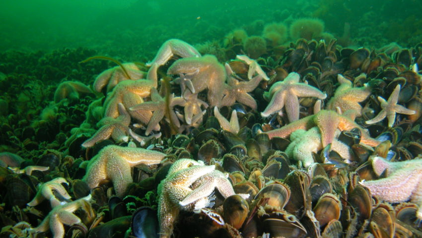 Sustainable use of marine areas: Starfish on an bed of blue mussels