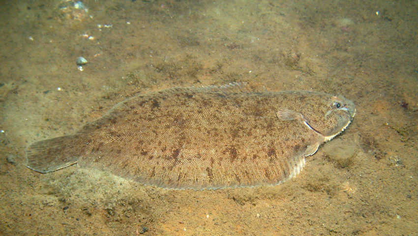 Dover sole