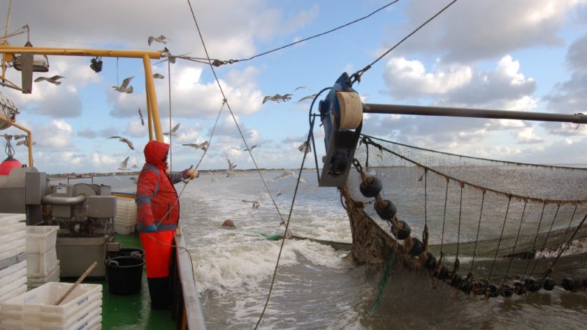 Beam trawl used to target brown shrimp
