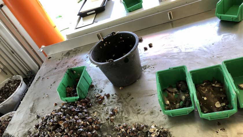 Sorting a beam trawl catch