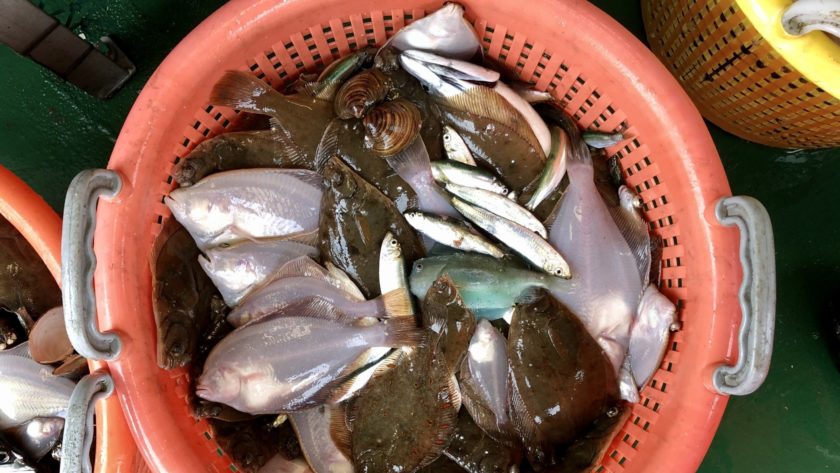Catch from a bottom trawl