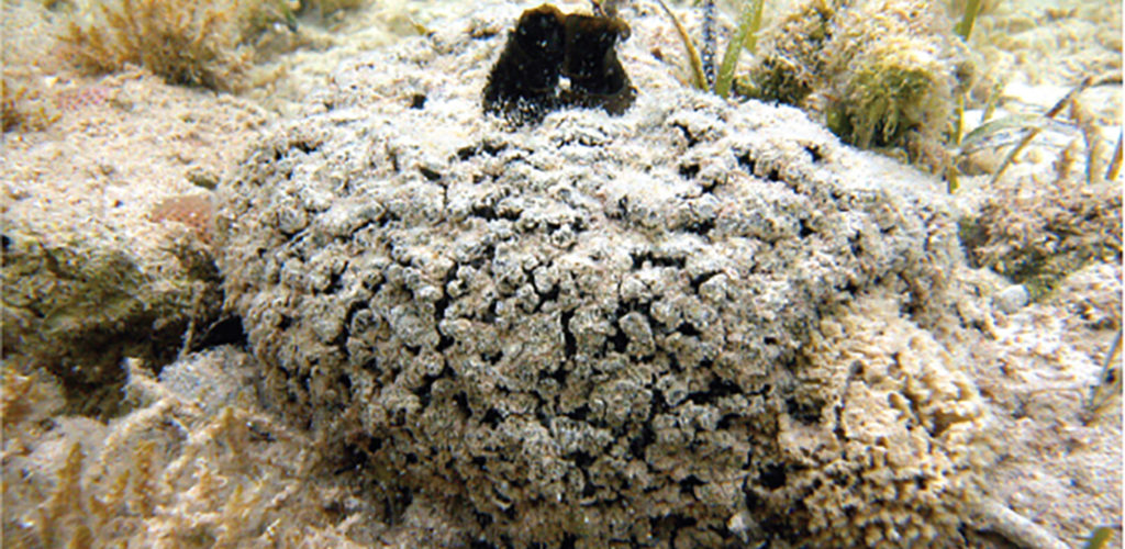 Meeresschwamm Tectitethya crypta