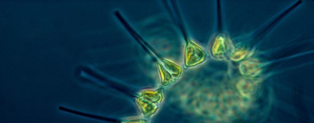Phytoplankton