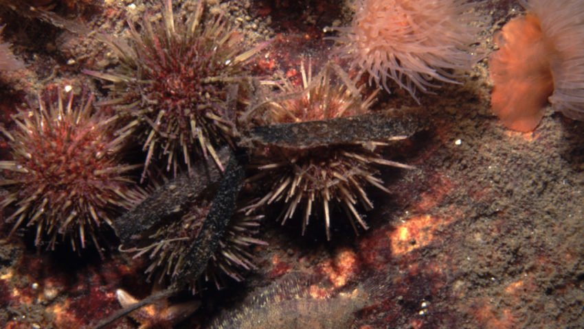 Green sea urchin