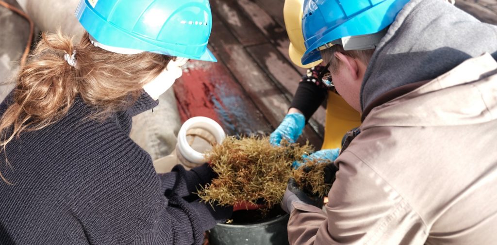 Während einer Expedition nehmen Wissenschaftler*innen im zentralen Nordatlantik Proben von Braunalgen