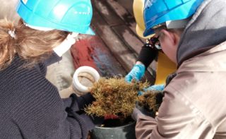 Während der Expedition SO 279 nehmen Wissenschaftler*innen im zentralen Nordatlantik Proben von Braunalgen (Sargassum).