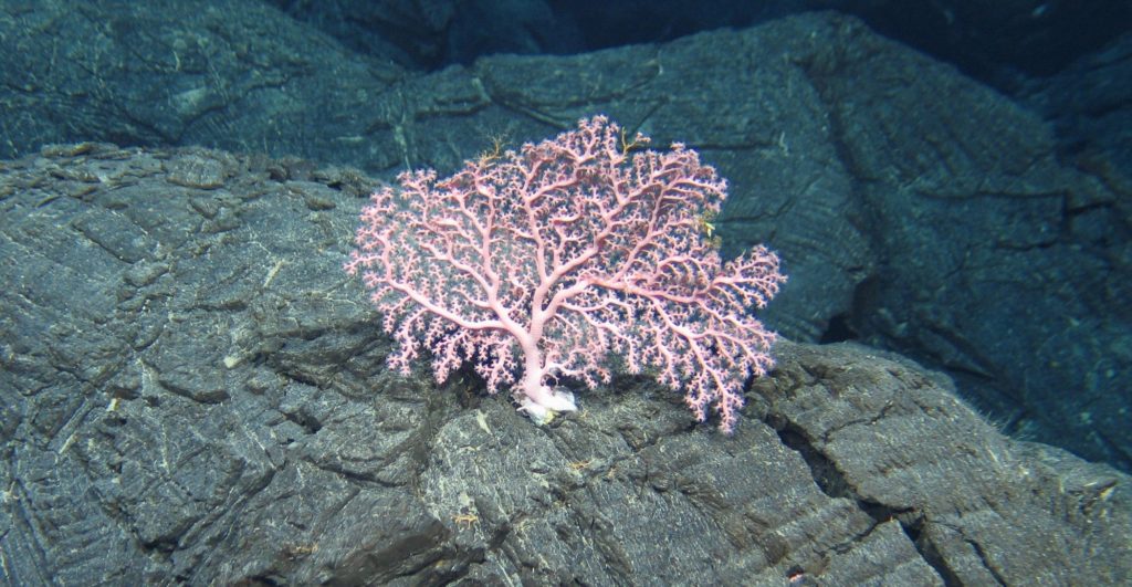 Pink cold water coral on black rock